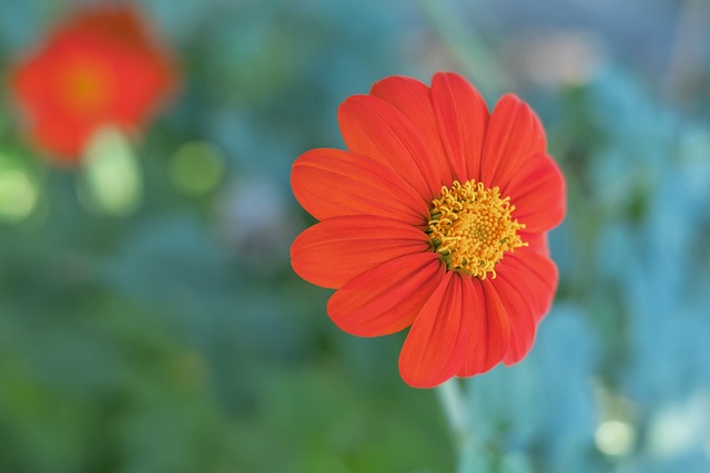 西班牙國家隊缺席了哪屆世界杯.